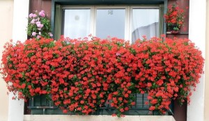 2011-Balkon-Dekorasyonu